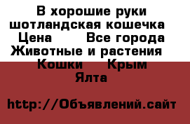 В хорошие руки шотландская кошечка › Цена ­ 7 - Все города Животные и растения » Кошки   . Крым,Ялта